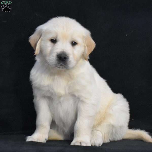 Warren, English Cream Golden Retriever Puppy